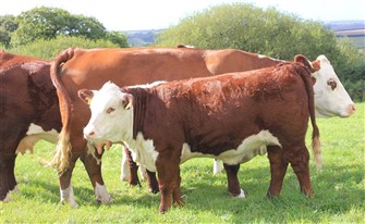 Kviekalv efter Gouldingpoll 1 Duncan ET. Allwood Herefords