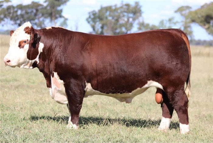 The Ranch Remington R028 - far til Rosenkær Miss Australia