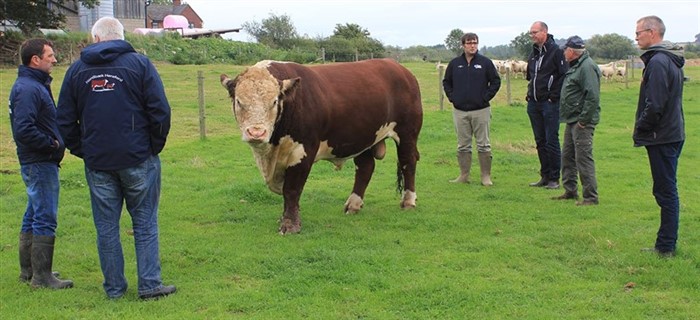 Normanton 1 Laertes, Bull of the Year 2016, beundres hos Normanton Herefords. Laertes var i arbejdstøjet efter sædaftapning, hvor han 3 måneder før indsættelsen på tyrestation var sat på slankekur. De første kalve efter ham ligner faderen.