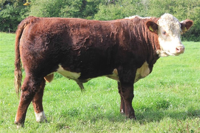 Rosenkær Victor 559V, kåret med 88 point i helhed (foto 21.09.2025)