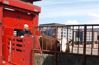 Rosenkær Primeline 467 læses af lastbilen hos Ravnstrup 
Eksportstald ved Viborg, hvor han skal besigtiges af 
Fødevarestyrelsens dyrlæge, 
og hvile sig, inden afgangen til Ungarn