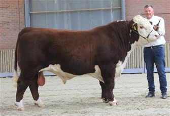 Nordbæk Endure S295, f. 15.12.2022, Grand Champion Tyr