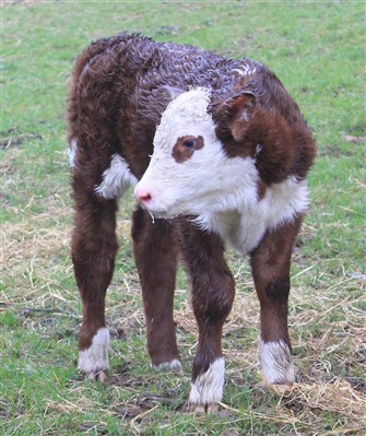 Rosenkær Miss Australia, få timer gammel