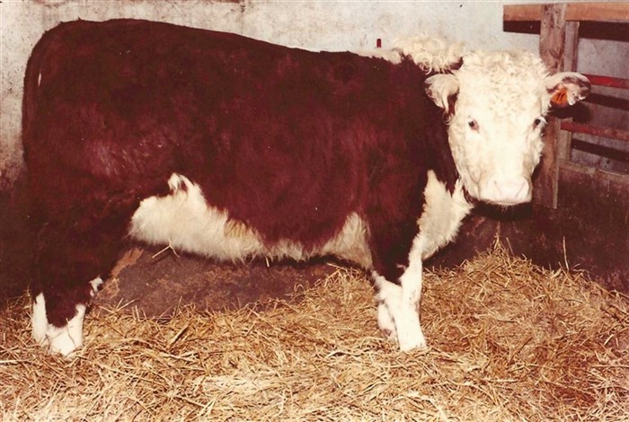Bents første Hereford, kvien Rindbæk Rosamond, f. 06.04.1980. Billedet af Rindbæk Rosamond er taget den 6. december 1980 efter at hun er ankommet til Bents onkel og tantes gård