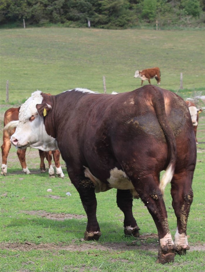 Rosenkær Sperspice, der er en mørk tyr med en ekstrem kødkylde, flot forpart og høj tilvækst,, i nye omgivelser på Mørkevej i Thorsager