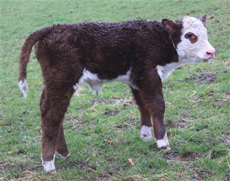 Rosenkær Miss Australia, få timer gammel