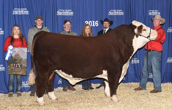 Remitall-W GD Waterloo ET 12B - morfars far til Rosenkær 577A Rosamond