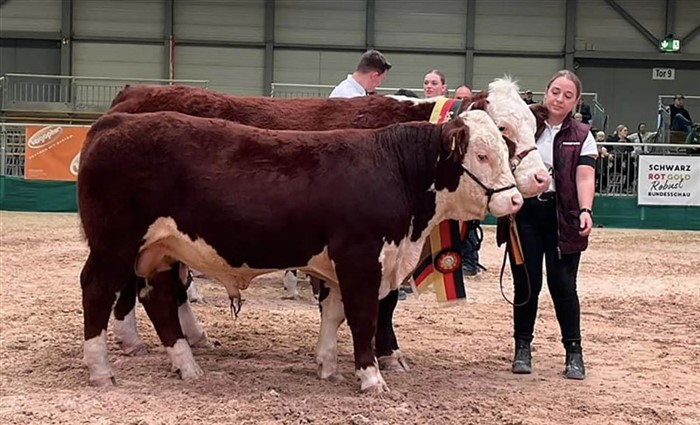 Rosenkær Don Olymbrio datteren, 134 HKL Bianca, Bedste Ko på kvægudstilling Schwarz-Rot-Gold Robust 2024.