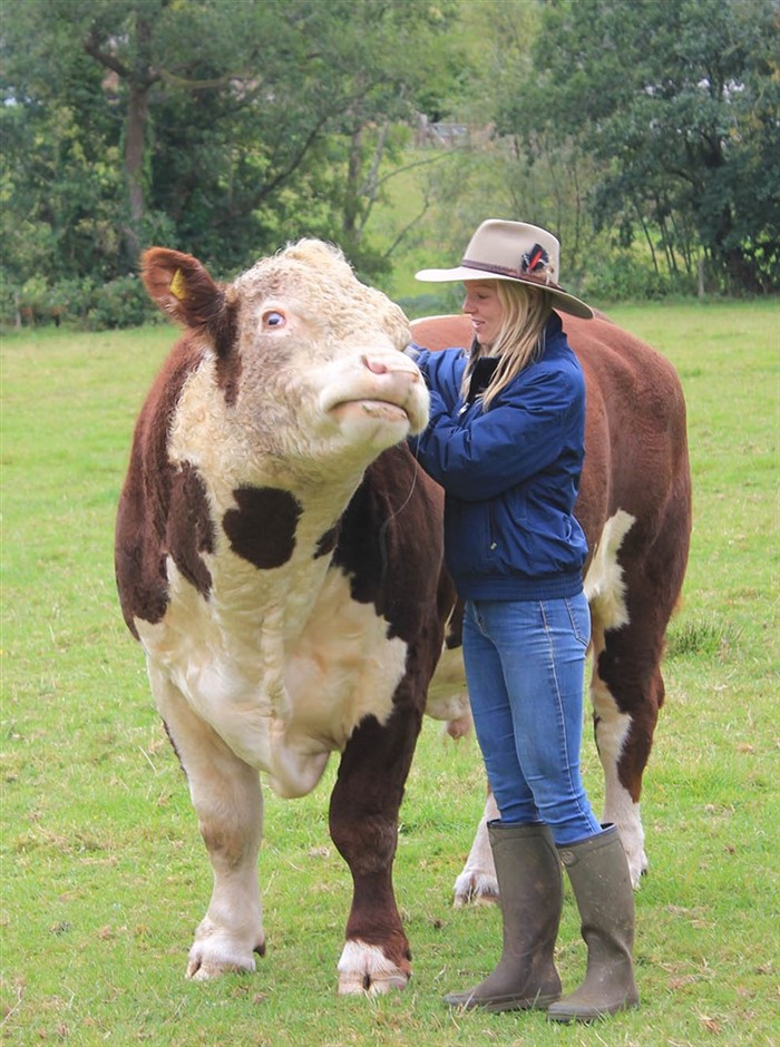 Derfor Hereford - Cato Polled Herefords