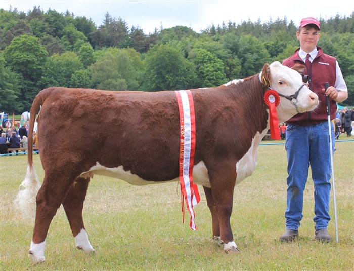 Rosenkær Ulrieke. Bedste Hereford Hundyr og Bedste Hereford. Nr. 2 i Interbreed konkurrencen for Bedste Kødkvæghundyr. 24 point og ærespræmie. Udstillet af Dalvang Hereford