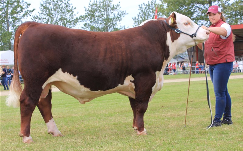 Rosenkær Iniesta, f. 27.12.2013, efter Dorepoll 1 93N Transatlantic ET - Avlstyr Rosenkær Polled Hereford 2015. Bedste Tyr og Bedste Kødkvægstyr Det Østjyske Dyrskue 2015 og Reserve Grand og Junior Champion Landsskuet 2015. Solgt til Lisbeth og Ryon Petersen, Elmegaardens Hereford.