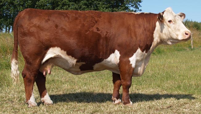 Rosenkær Louise QPH, f. 30.07.1995, efter JR Nick the Butler P183 (foto juni 2009)