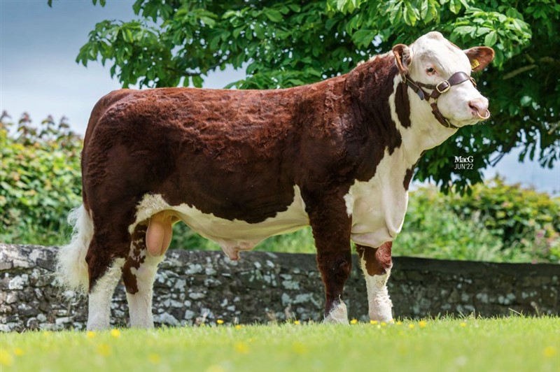 Glenvale 1 Ferguson - fartil Rosenkær Argentan 572