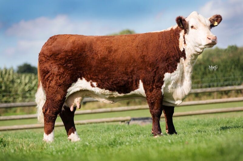 Normanton 1 Jews Ear C21 - morfars mor til Rosenkær Andrew 575