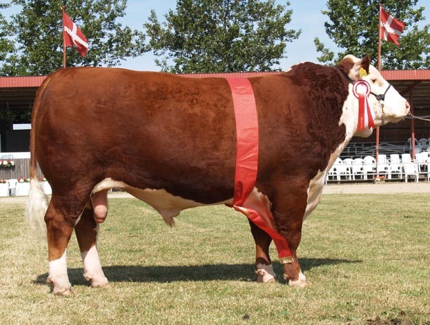 Moeskær Nemo 1169 ET - mormors far til Rosenkær Wisdom 564