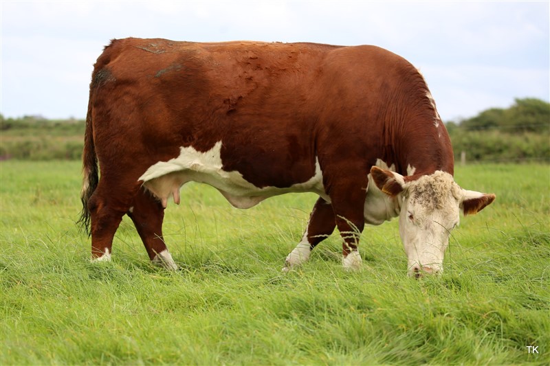 Barwise 1 Rambling Rosie 22 - farfars mor til Rosenkær Andrew 575