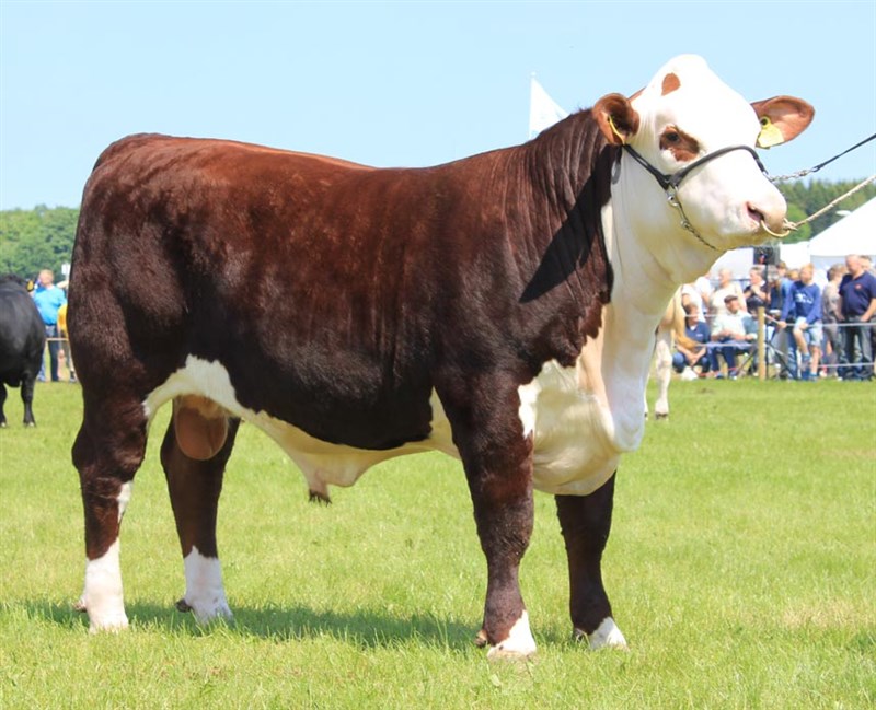 Moeskær Razor 1431 ET - far til Rosenkær Loveday