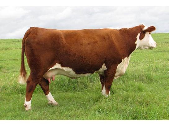 JDH MS P606 Boomer 20R - farmors mor til Rosenkær Advance 570