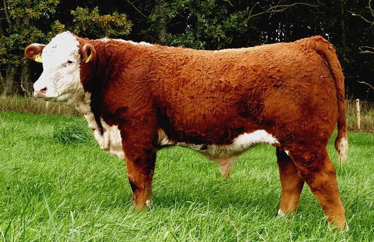 Moeskær Monarch 1789 ET - far til Rosenkær 549 Ulla