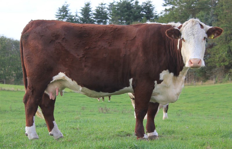 Rosenkær Philippa - mor til Rosenkær Aryna