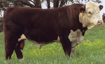 Yalgoo Boulder Z250 - farfars far til Rosenkær Twiggy