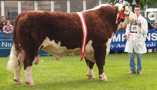 Solpoll 1 Dynamite - mormors far til Rosenkær Plum 481P