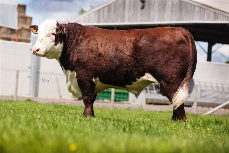 Moeskær Crossfire 1474 ET - morfar til Rosenkær Veronica