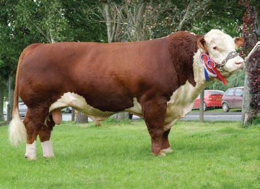 Barwise 1 Wellington - farmors far til Rosenkær Arsenal 568