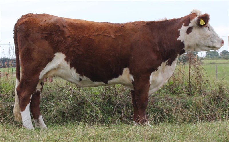 Rosenkær Fair Lady 302F - mormors mor til Rosenkær Argentan 572