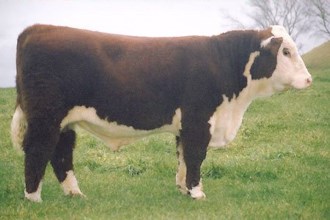 Kairuru Aberdeen 03 0047 - farfars far til Rosenkær Loveday