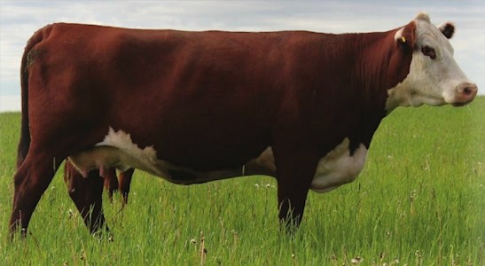 Harvie Miss Perfection 30P - morfars mor til Rosenkær Plum 481P