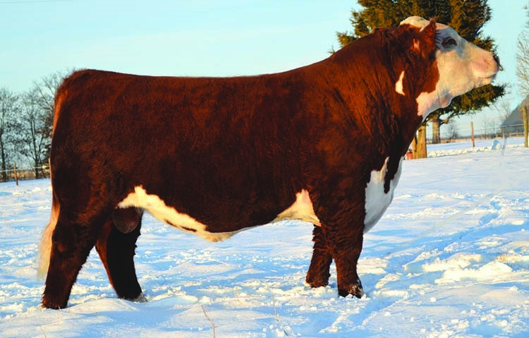 >JDH Victor 719T 33Z - farmors far til Rosenkær Vanessa