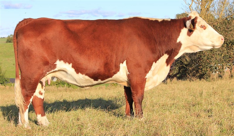 Rosenkær Forever Young - mor til Rosenkær Nicole