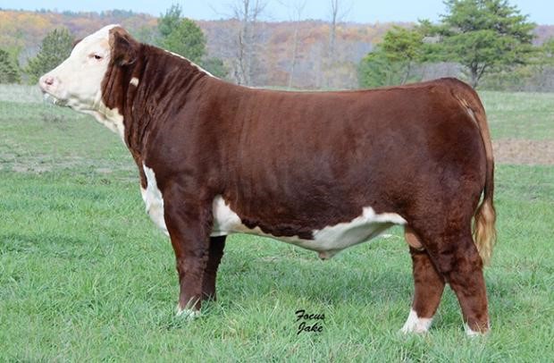 SR CG Hard Rock 5073 - mormors far til Moeskær Jessica 1839