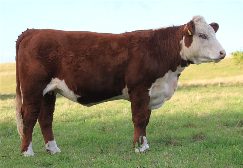 Rosenkær Olympea S1 - mor til Rosenkær Ace 571