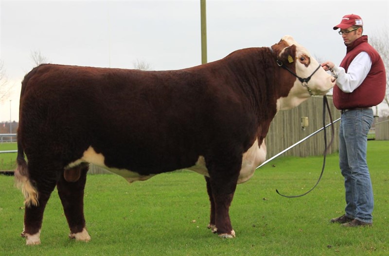 Moeskær Pacman 1417 ET - morfar til Rosenkær Plum 481P