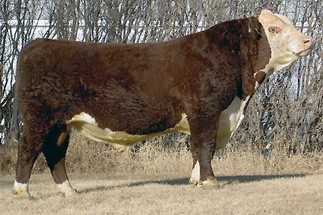 Harvie Ladies Man 4L - farmors far til Rosenkær Nicole