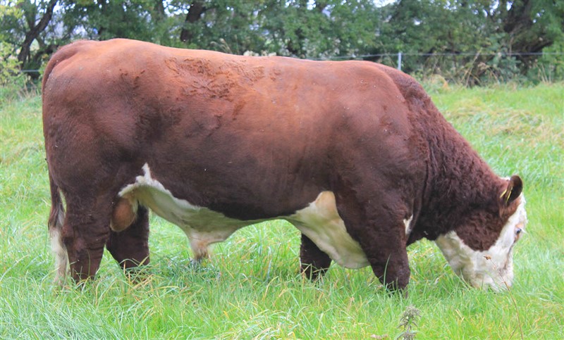 Moeskær Raiman 1873 ET - far til Rosenkær Advance 570