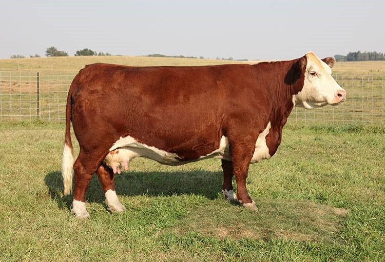 Remitall West Marvel ET 76Y - farfars mor til Rosenkær Advance 570