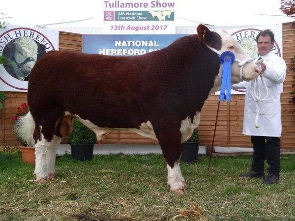 Gouldingpoll 1 Robust - farfar til Rosenkær Aryna