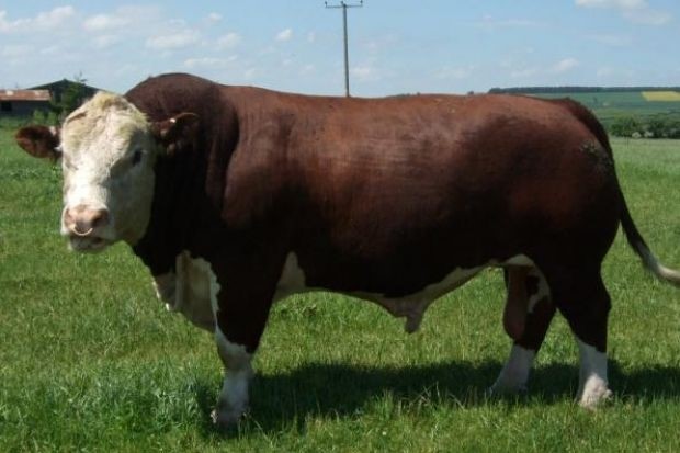 Baybridge 1 Atlas - farfars far til Rosenkær Victory 563