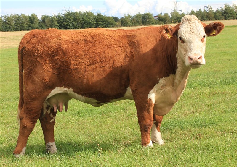 Nordbæk Tracy T310 - mor til Rosenkær Abelline