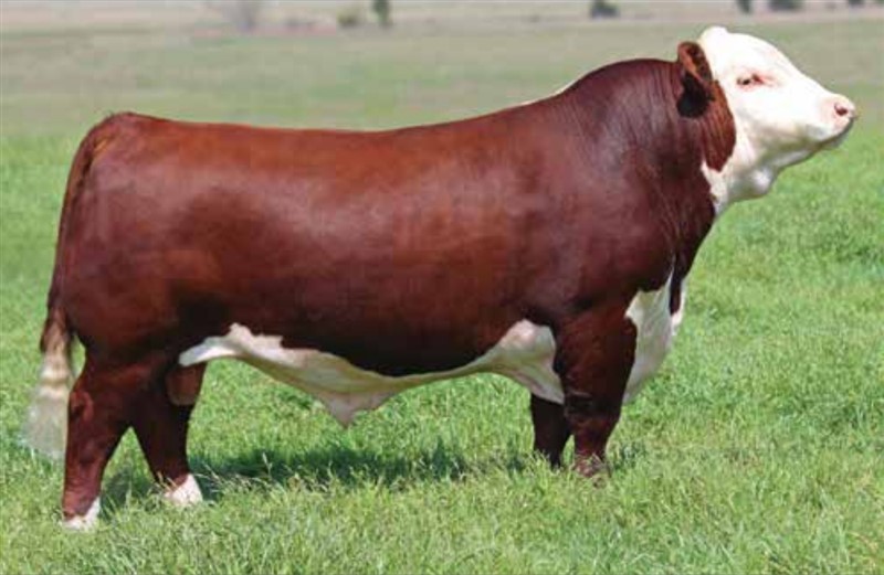 KCL WPF The Professor 7110 - farfars far til Rosenkær Advance 570