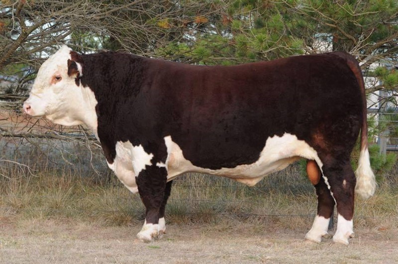 Minlacowie Jubilant J123 - morfar til Rosenkær Aryna