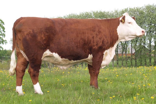 Rosenkær Britney - mormors mor til Rosenkær Rose 499