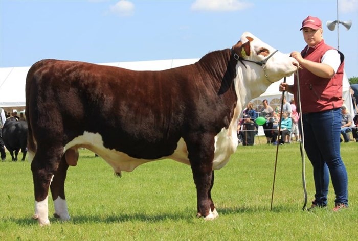 Moeskær Razor 1431 ET - morfar til Rosenkær Argentan 572