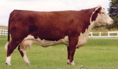 Remitall Sally 131K - morfars mor til Rosenkær Philippa