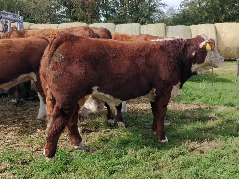 Moeskær Benzo 1706 - morfar til Rosenkær Advance 570