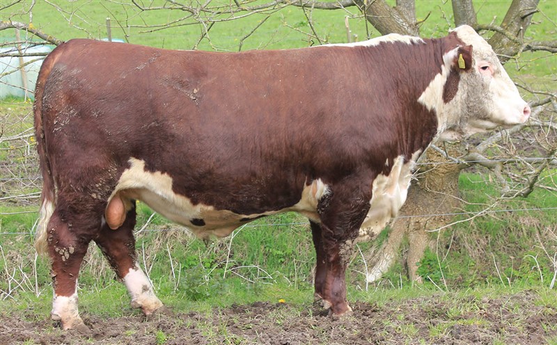 Rosenkær US-dollar - far til Rosenkær Apache 567