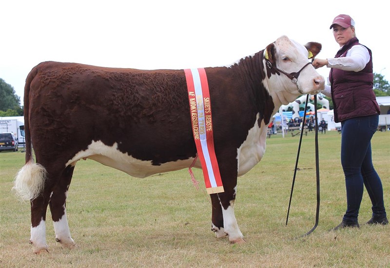 Rosenkær Miss World, f. 30.12.2016 - Interbreed-vinder og Bedste Hereford-hundyr, Det Østjyske Dyrskue 2018. Interbreed-vinder, Supreme Champion og Junior Champion Landsskuet 2018. Solgt til Rempstone Hereford, England